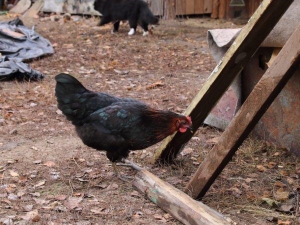 Разведение домашней и мясной птицы в сельской местности