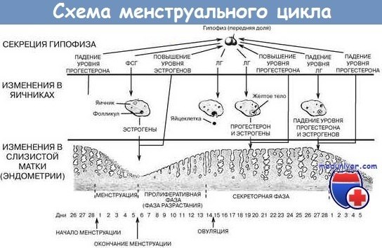 Менструальный цикл - периоды