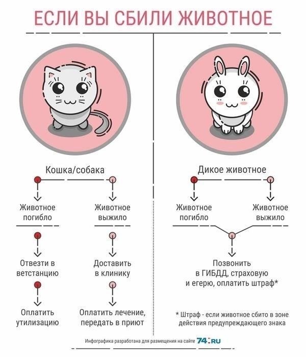 Что делать, если вы сбили домашнее животное: Ответственность и действия